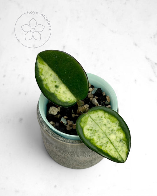 Hoya carnosa 'Madara' (Green Edge) 🌱 cutting