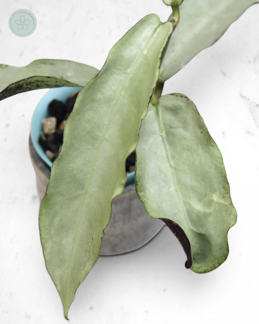 Hoya mitrata (sp. Buntok silver AH clone)