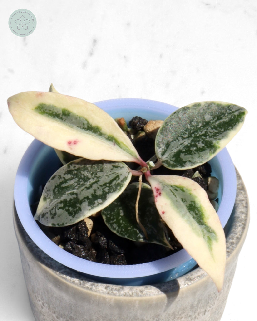 Hoya lacunosa 'Lumina'