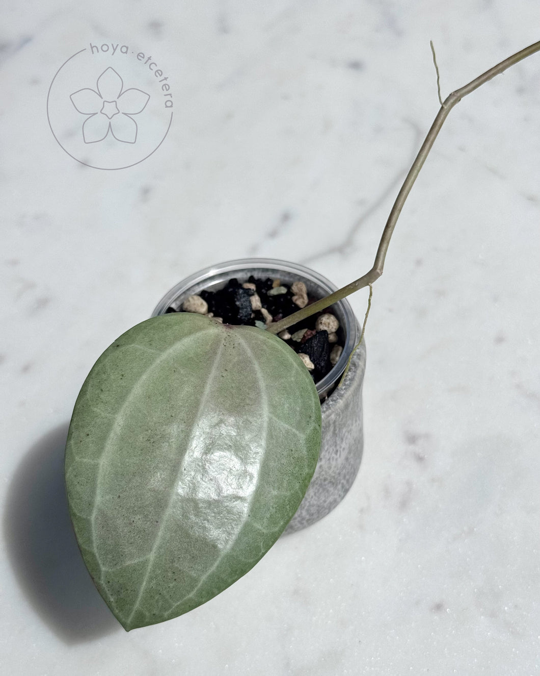 FREE latifolia silver cutting on $350+ orders (code LATIFOLIA)