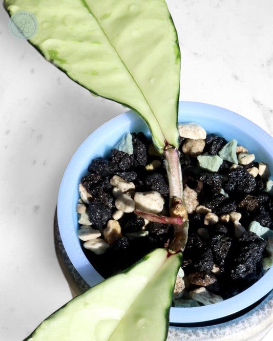 Hoya crassipetiolata (variegated)