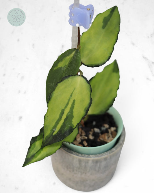 Hoya caudata (variegated)