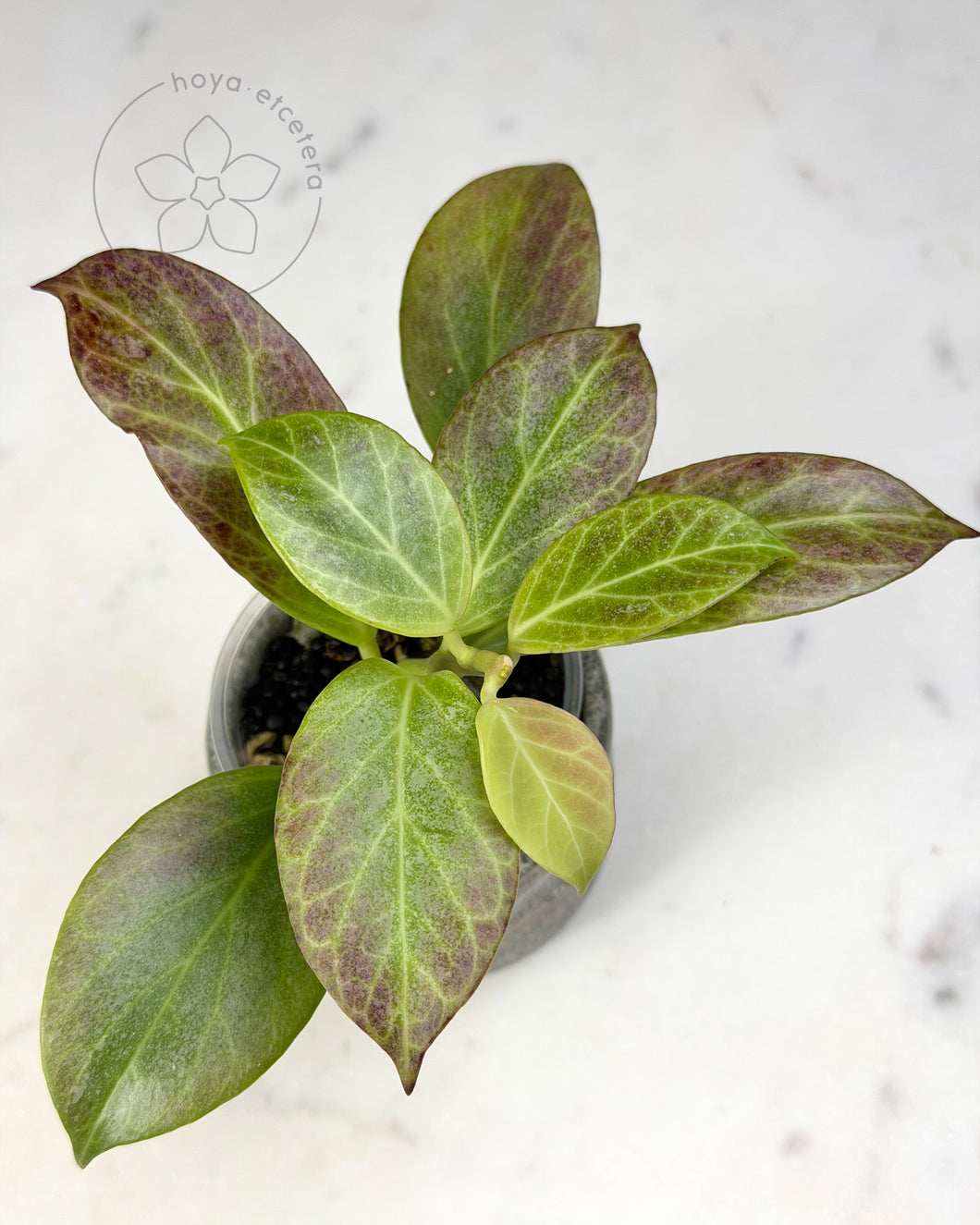 Hoya obscura (silver)