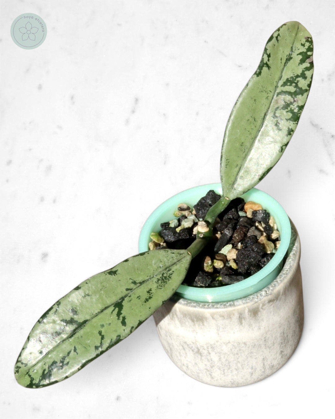Hoya griffithii (ghost)