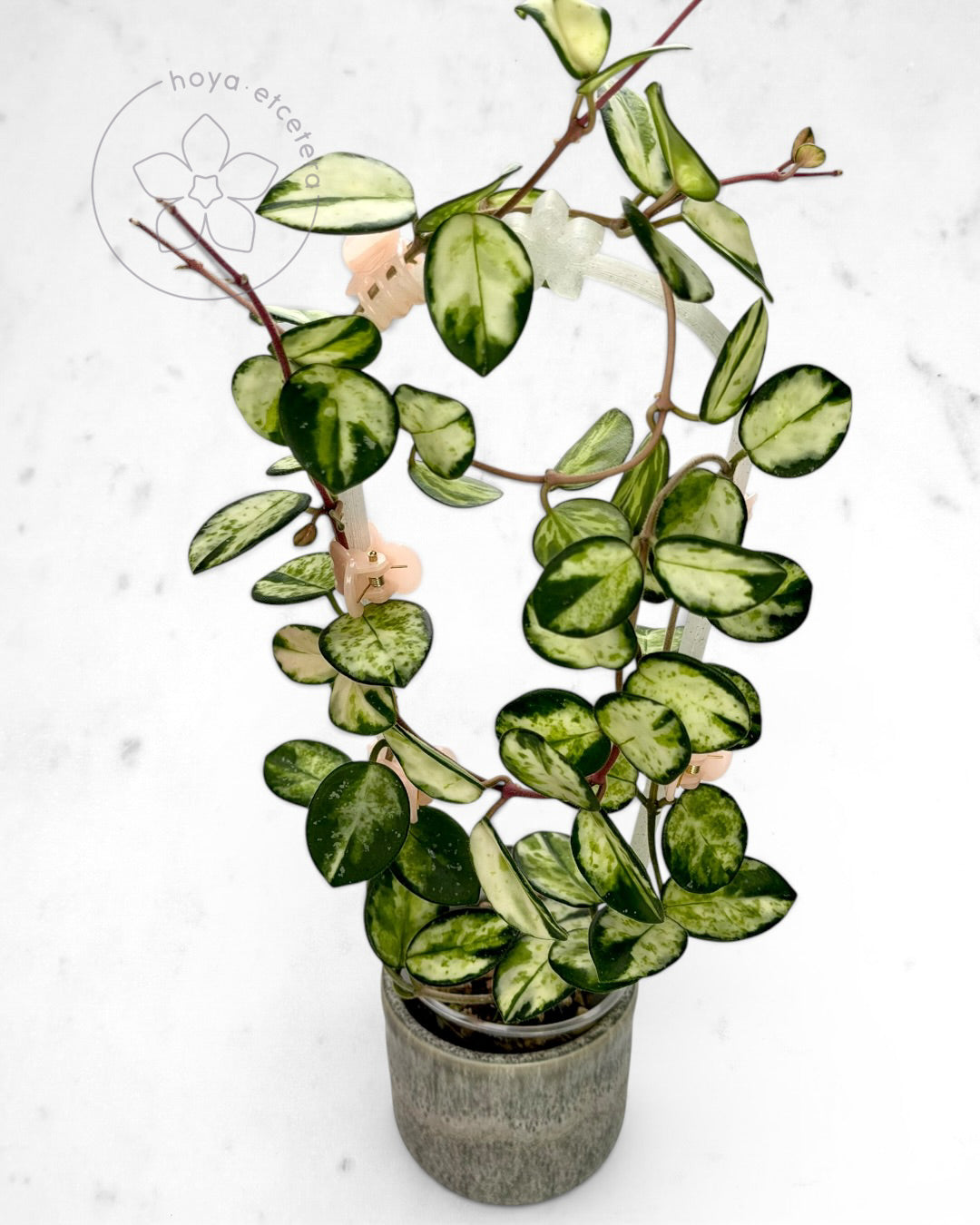 Hoya 'Mathilde' (variegated)