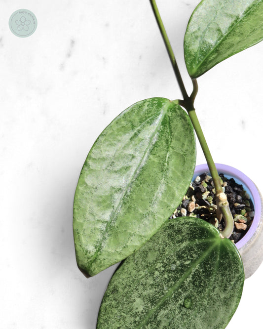 Hoya 'Rimba Perak' (silver)