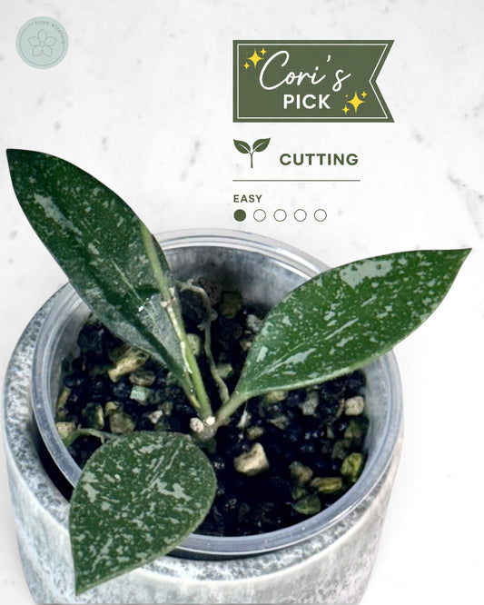 Hoya rosita (splash)