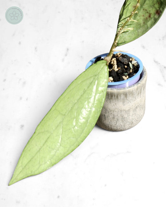 Hoya sp. Germany (silver)