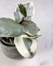 Charger l&#39;image dans la galerie, Hoya carnosa &#39;Argentea Picta&#39; 🦄
