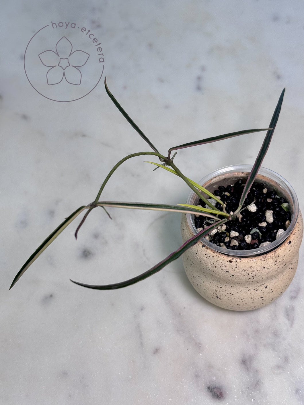 Hoya acicularis (variegated)