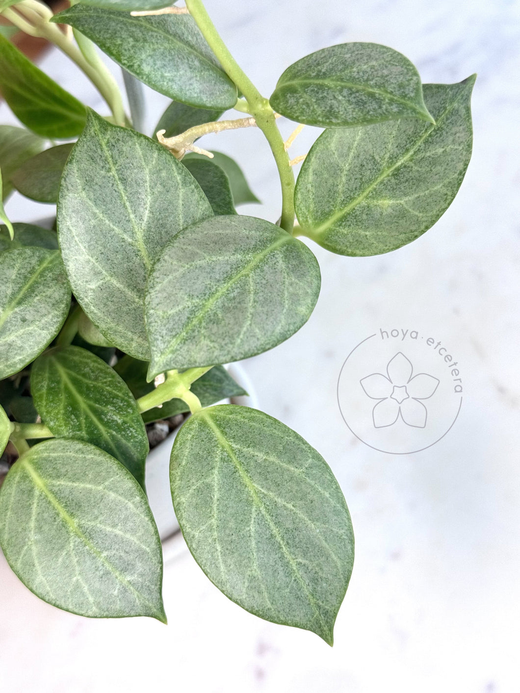 FREE obscura silver cutting on $200+ orders