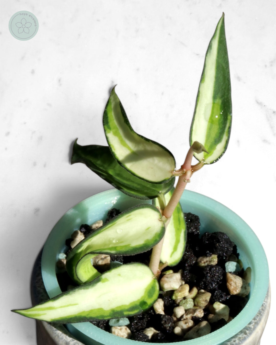 Hoya burmanica (variegated)