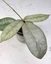 Charger l&#39;image dans la galerie, Hoya mitrata (Borneo silver)
