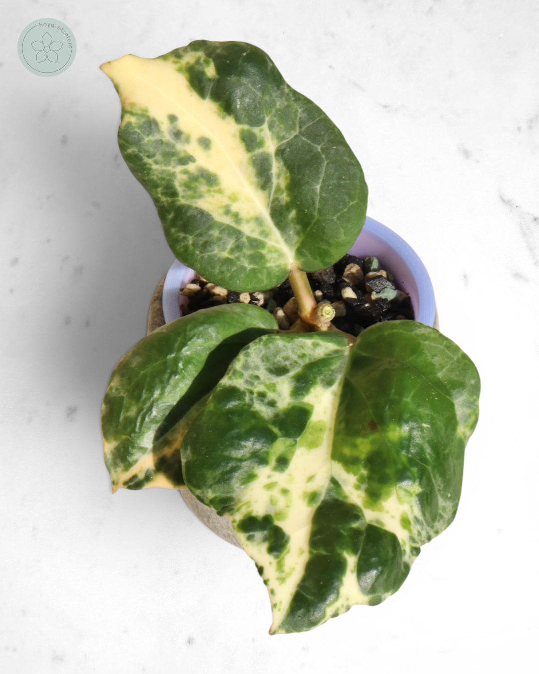 Hoya 'Candy'