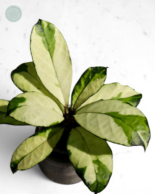 Hoya crassipetiolata (variegated)