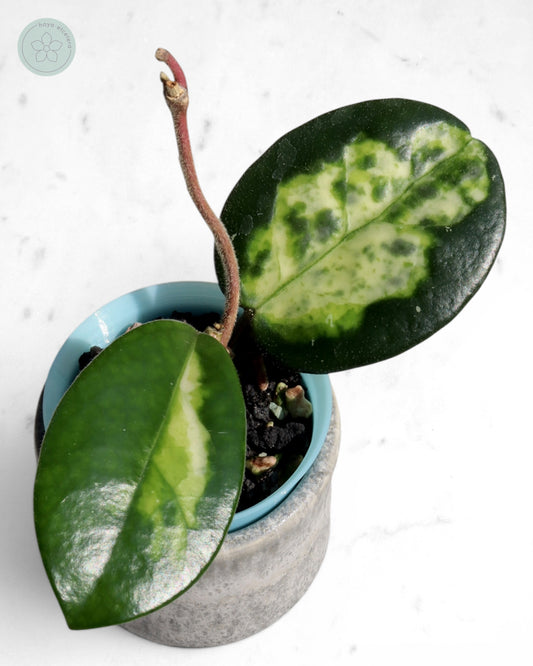 Hoya carnosa 'Madara' (Green Edge)