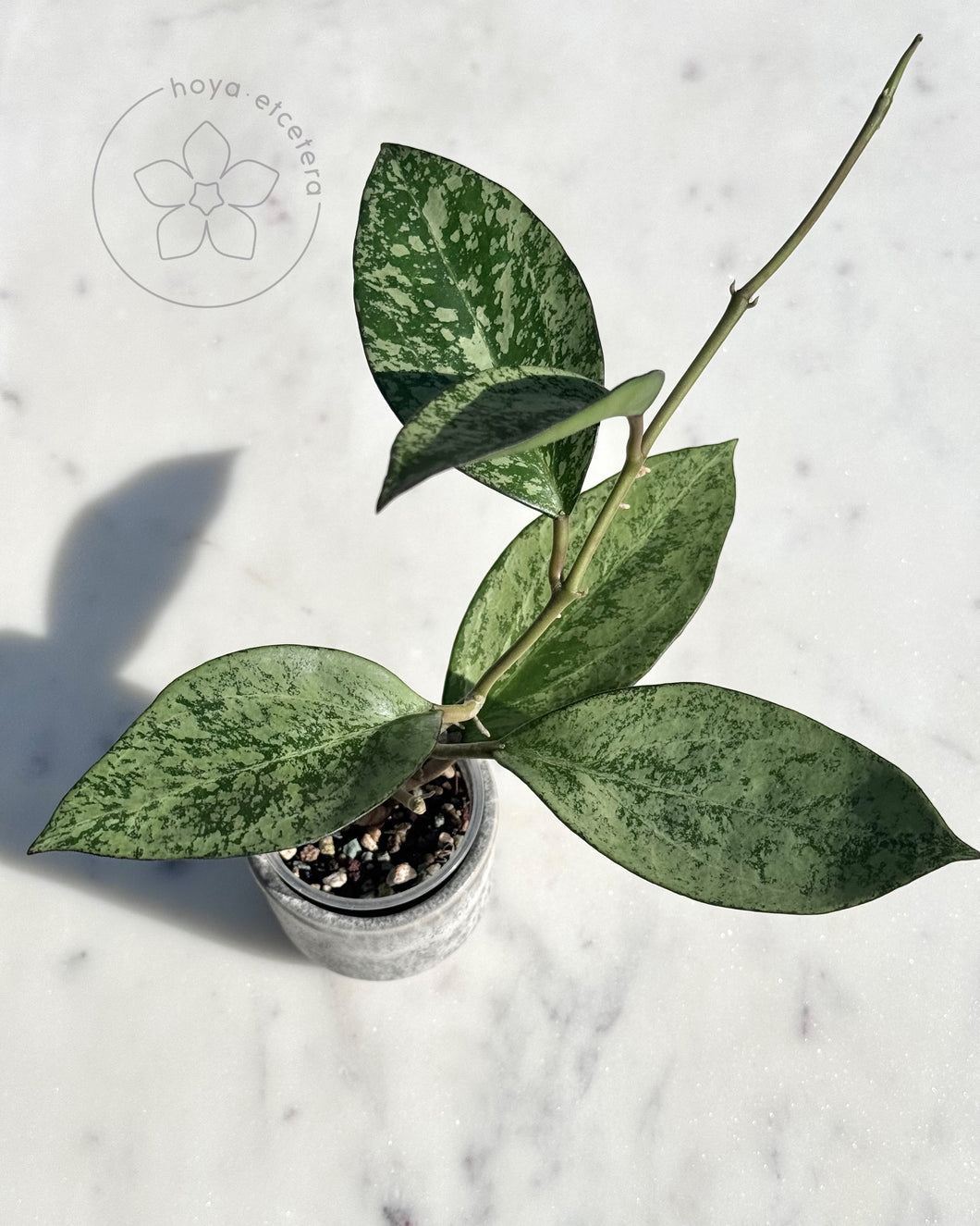 FREE patcha silver cutting on $200+ orders