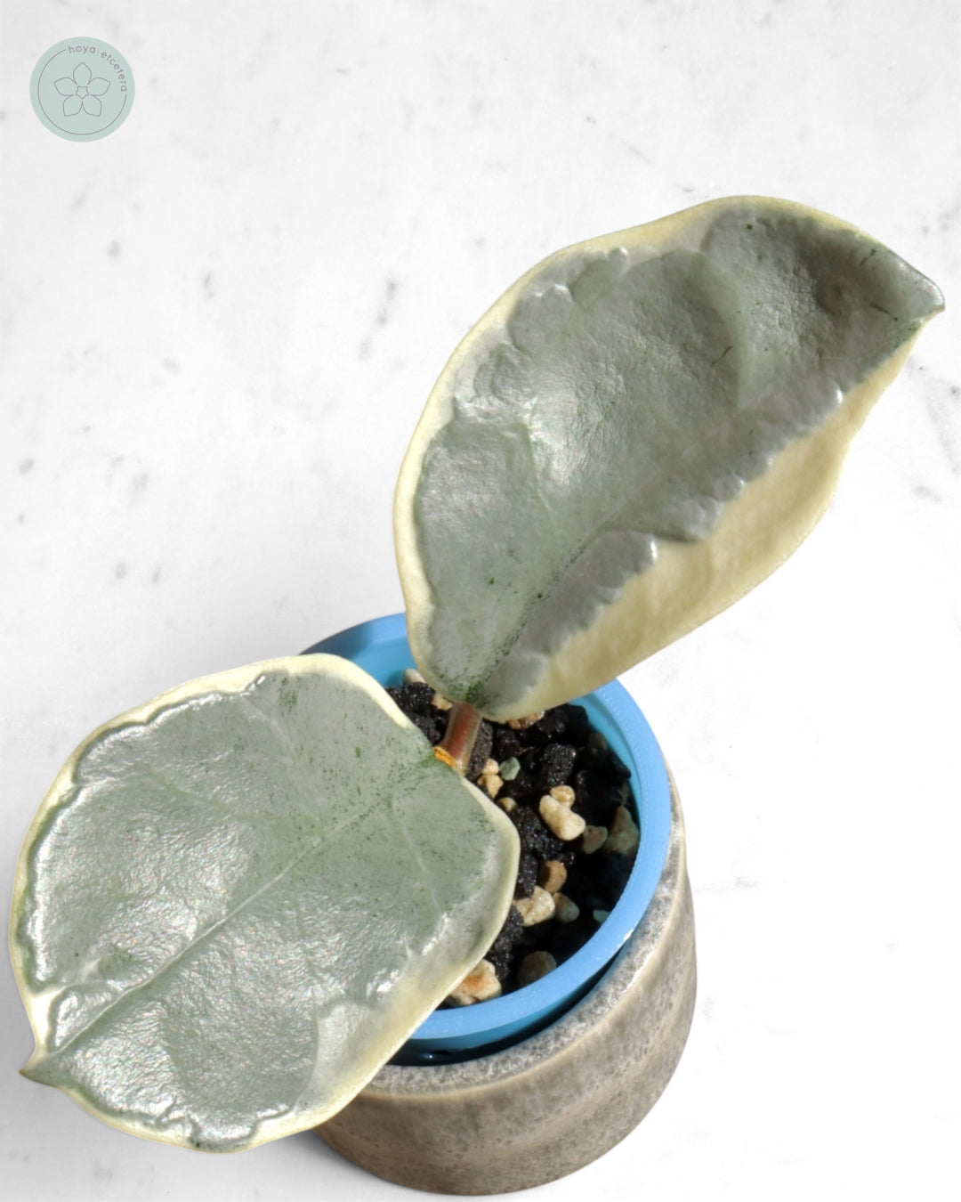 Hoya carnosa 'Argentea Picta'