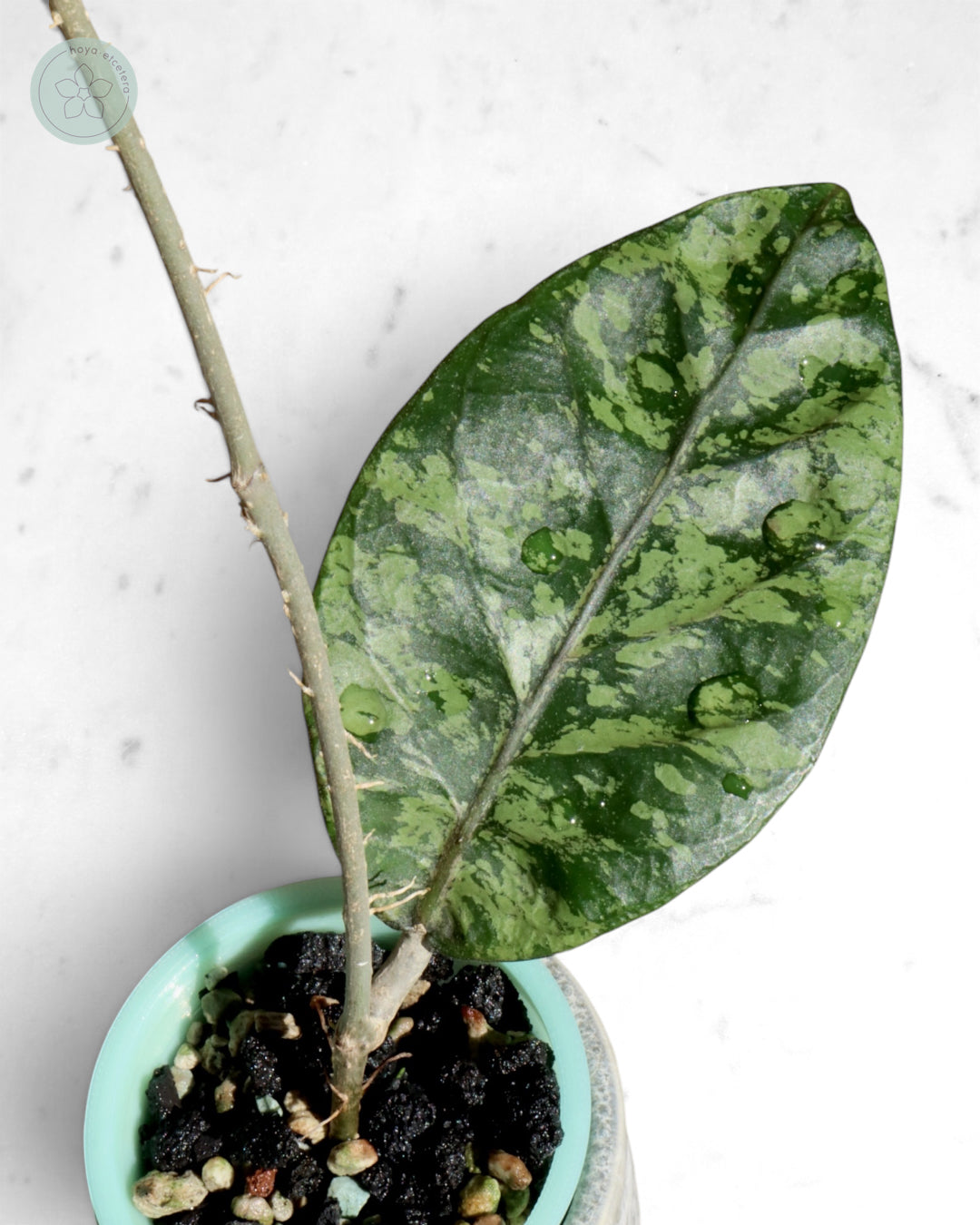 Hoya sp. Aceh 'Mustika'