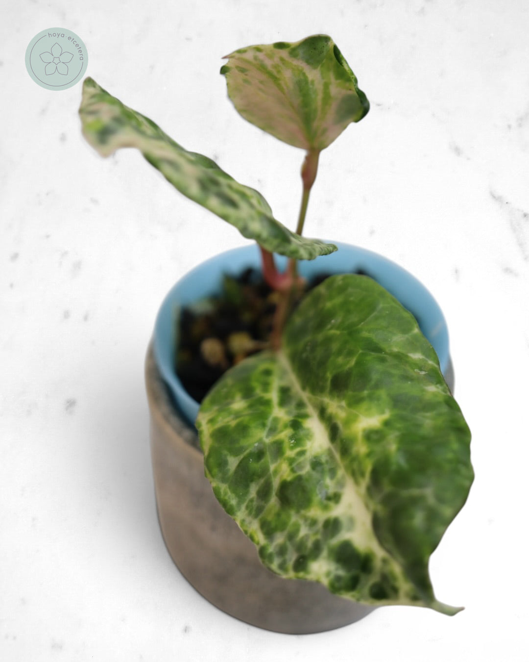 Hoya 'Candy'