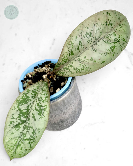Hoya 'Lorelai'