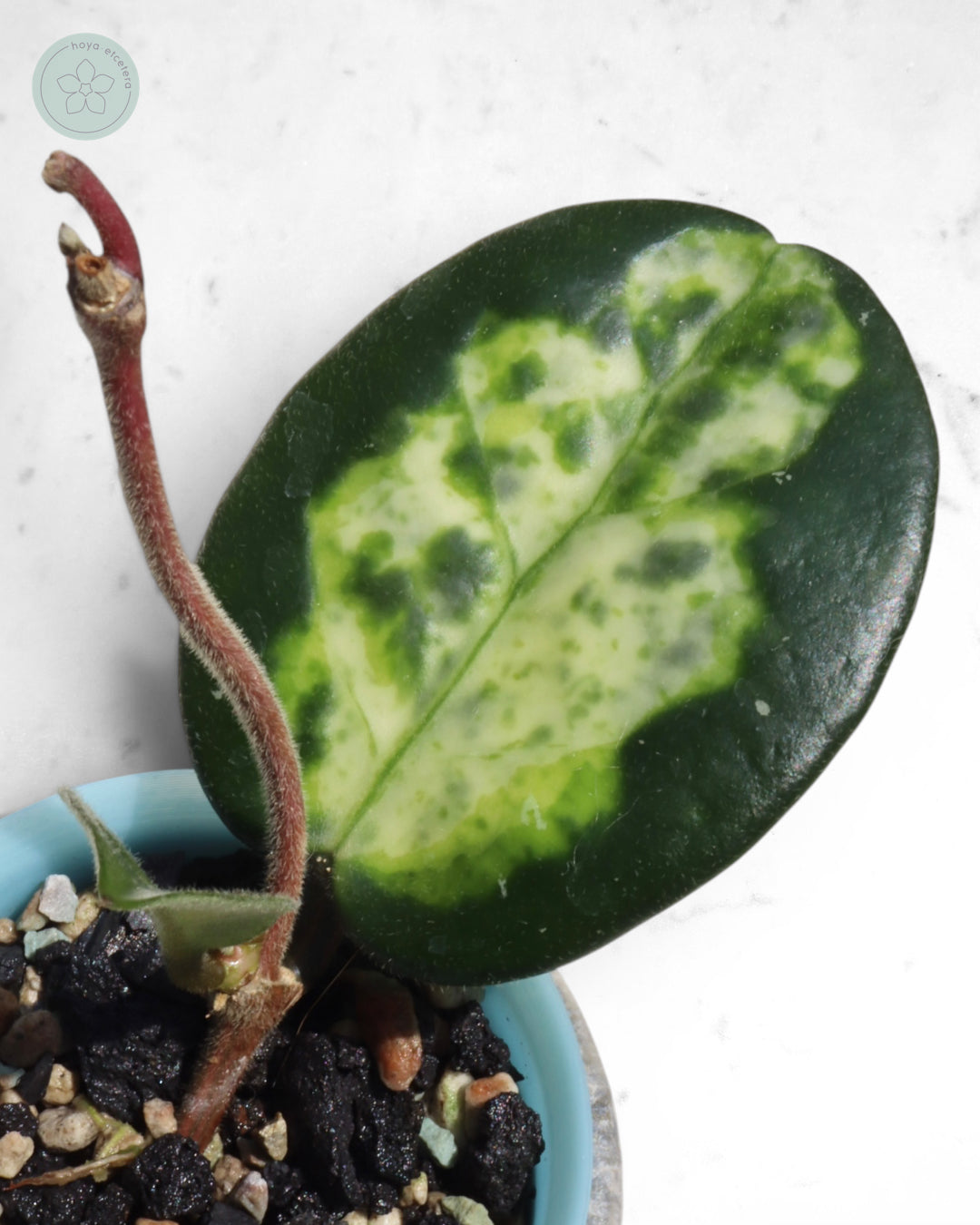 Hoya carnosa 'Madara' (Green Edge)