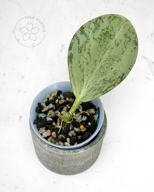 Hoya subquintuplinervis (silver)