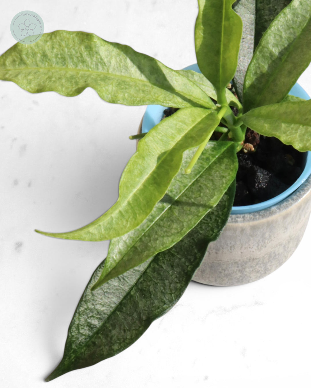 Hoya irisae (silver)