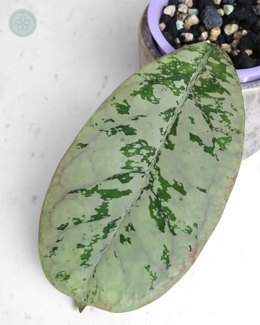 Hoya 'Lorelai'