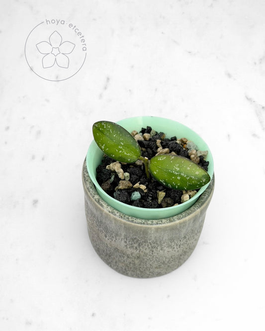 Hoya sp. VL9 (variegated)