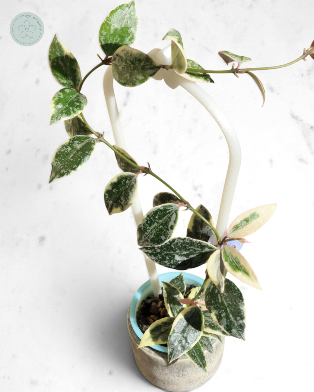 Hoya lacunosa 'Lumina'