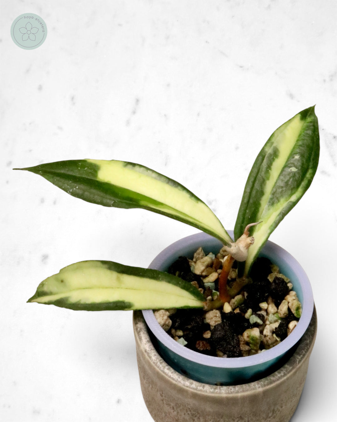 Hoya rigidifolia (variegated)