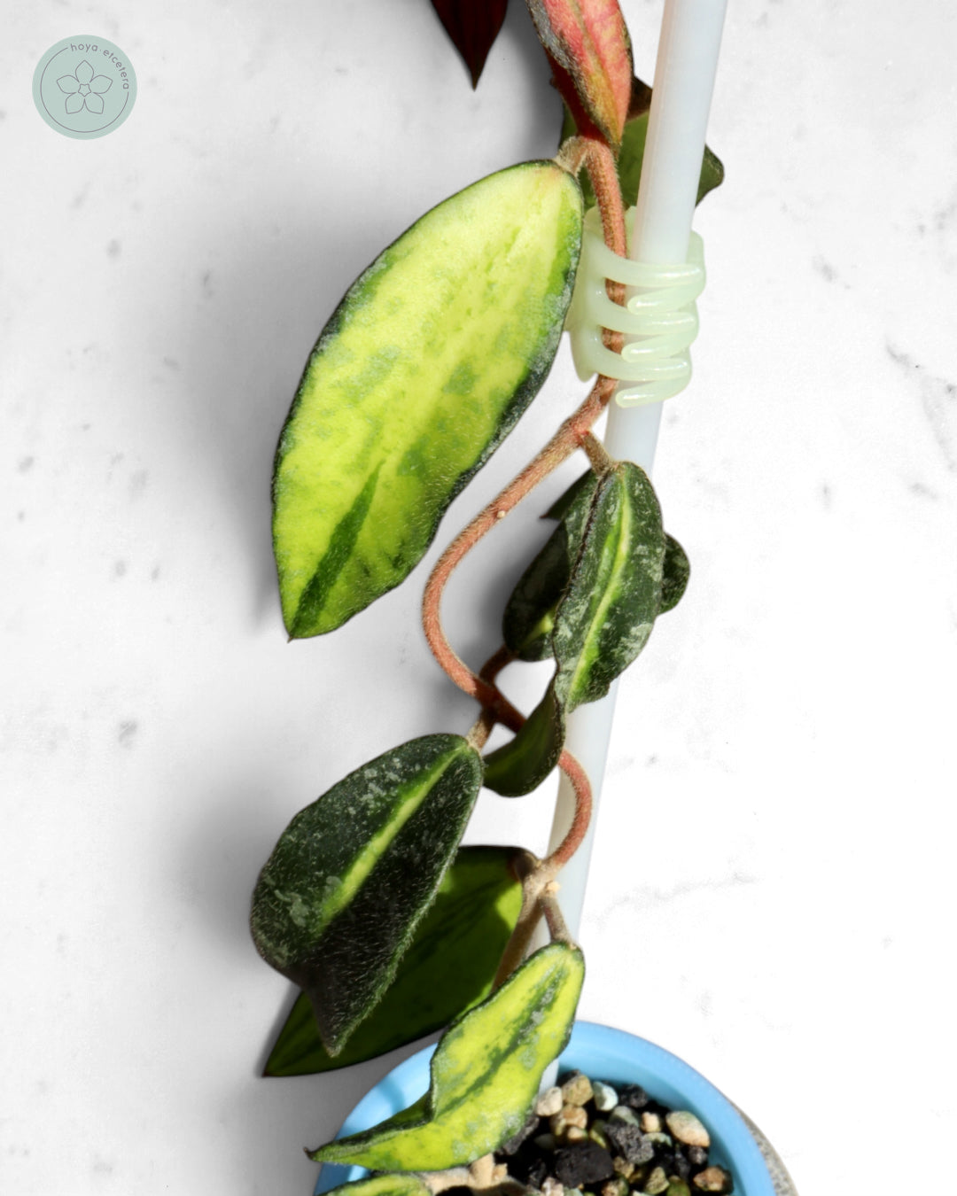 Hoya phuwuaensis (variegated)