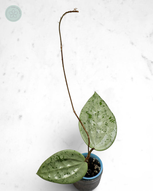 Hoya glabra 'Gin' (silver) 🌱 cutting