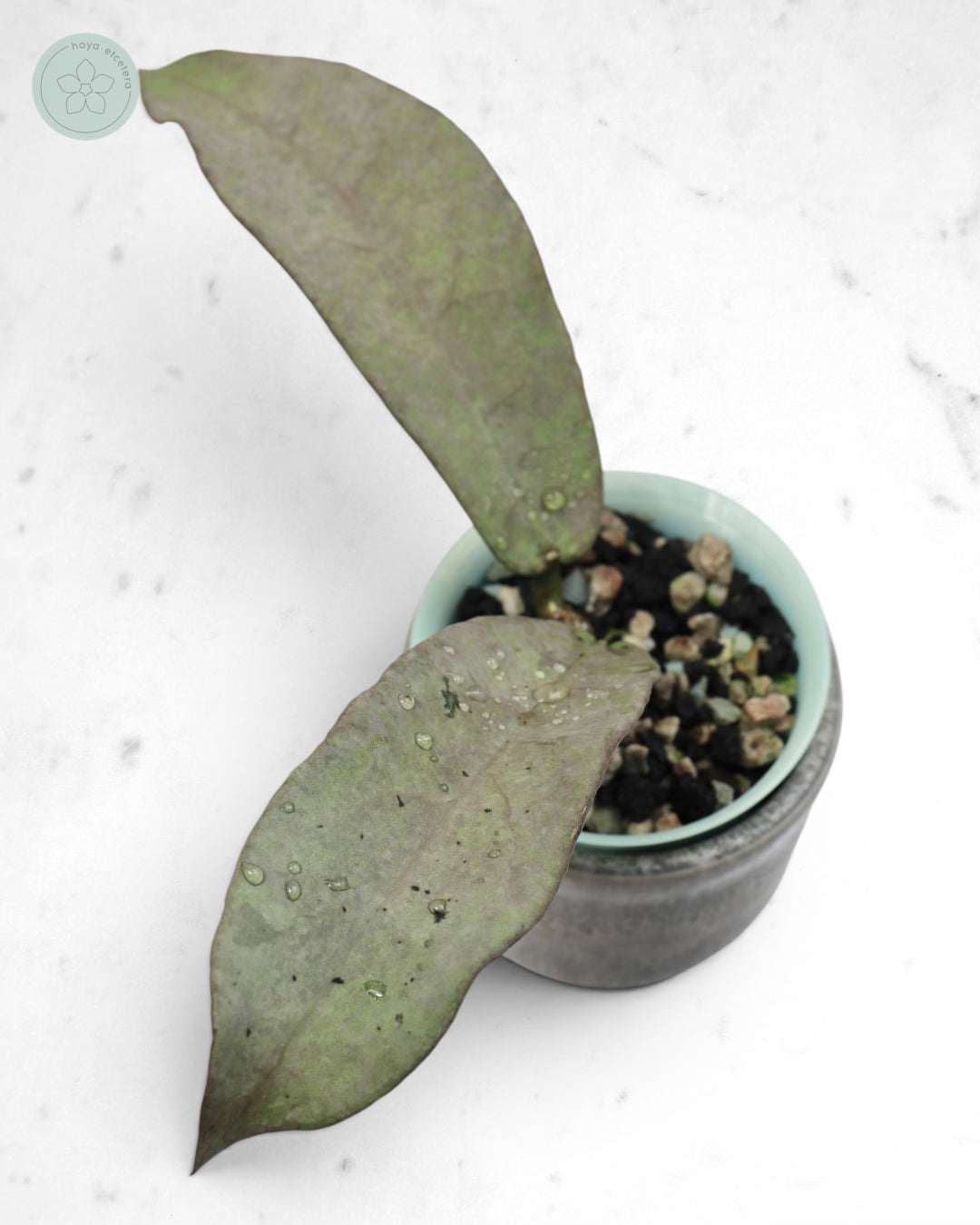 Hoya mitrata (Pearl Gold)