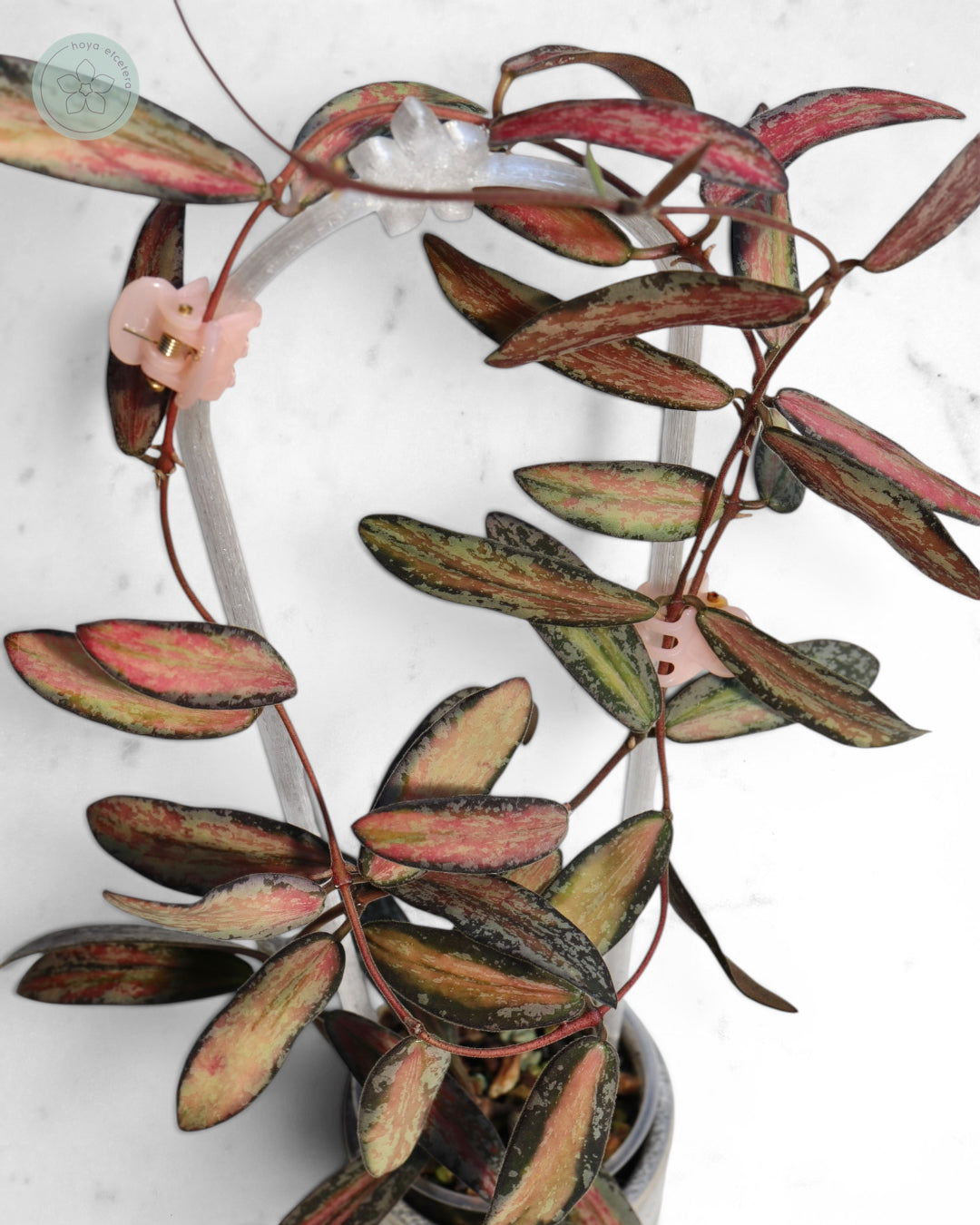 Hoya sigillatis (variegated splash)