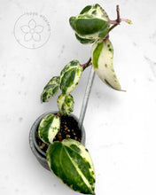 Load image into Gallery viewer, Hoya 'Swiffer’s Nightmare'
