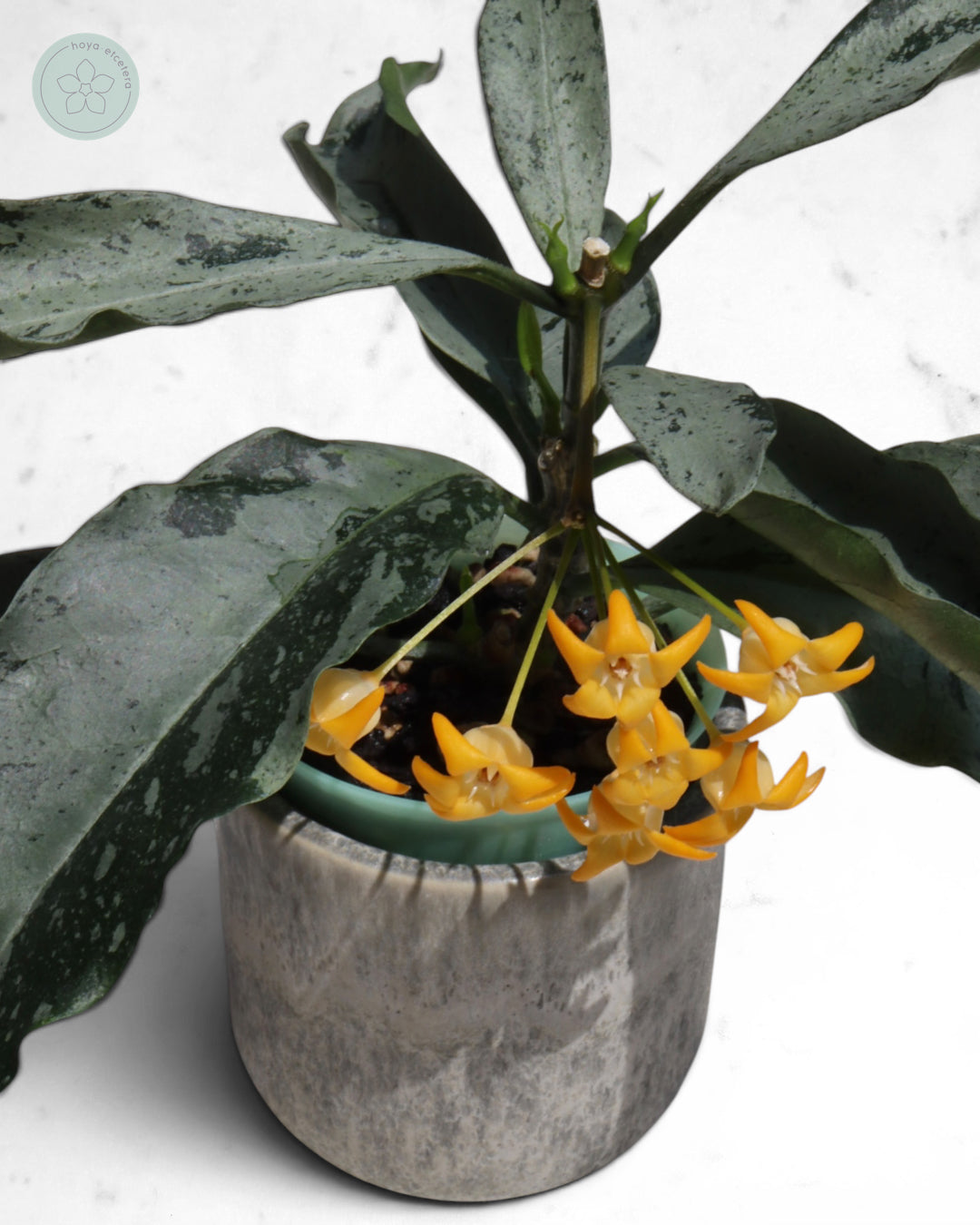 Hoya occultata (silver)