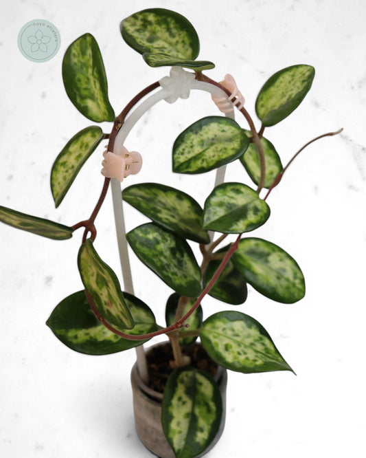 Hoya carnosa 'Madara' (Green Edge)