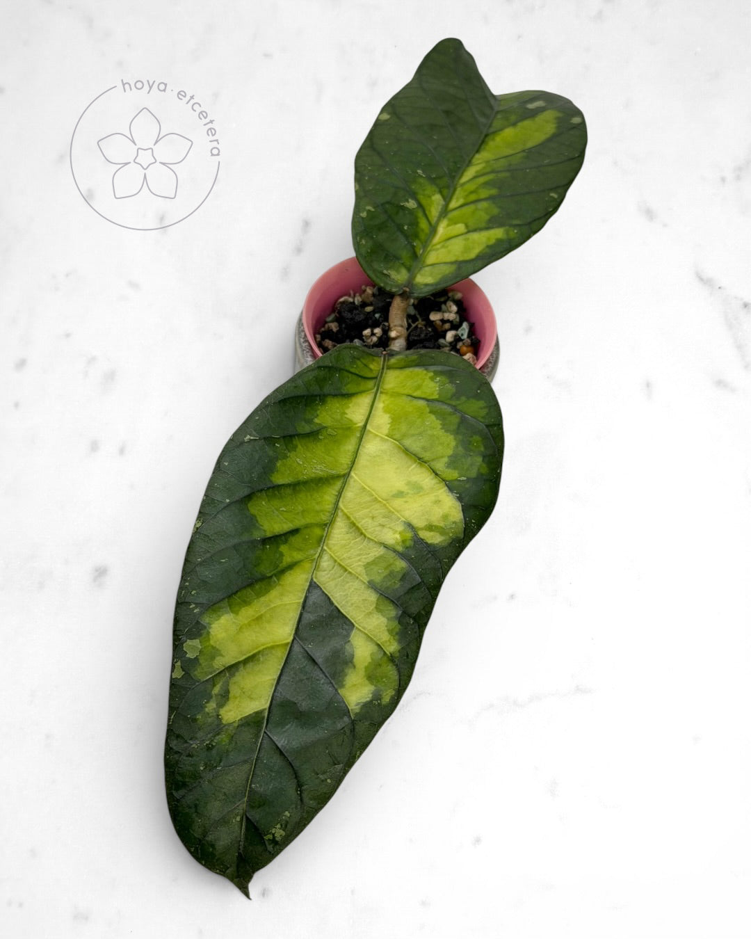 Hoya sp. Aceh 'Ladia Galaska'