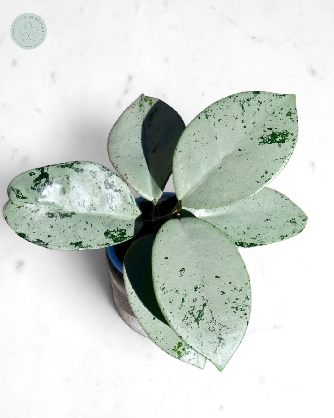 Hoya 'Stardust' (silver)