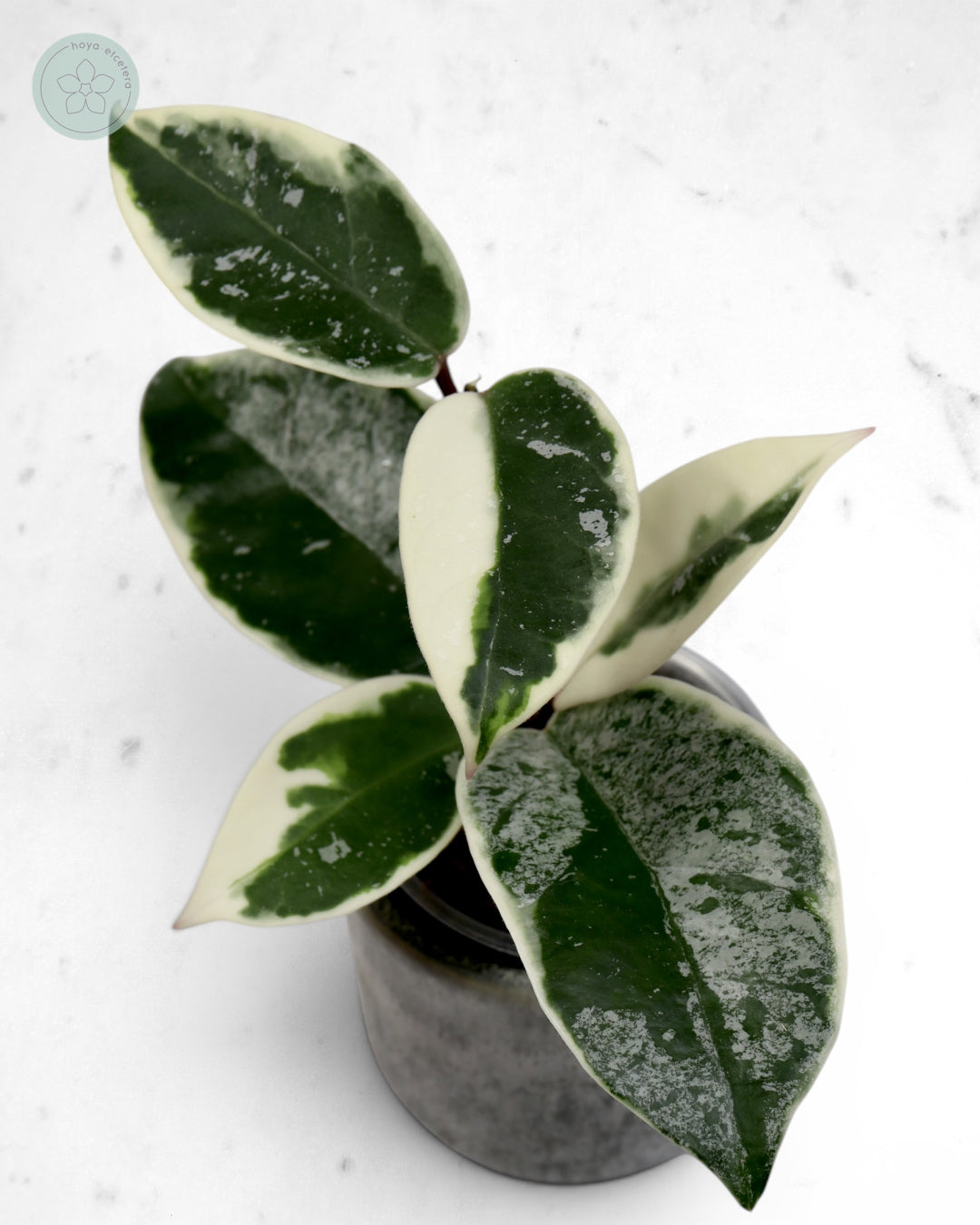 Hoya 'Krimson Queen' (splash)