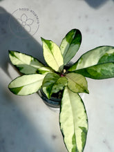 Load image into Gallery viewer, Hoya crassipetiolata (inner variegated)
