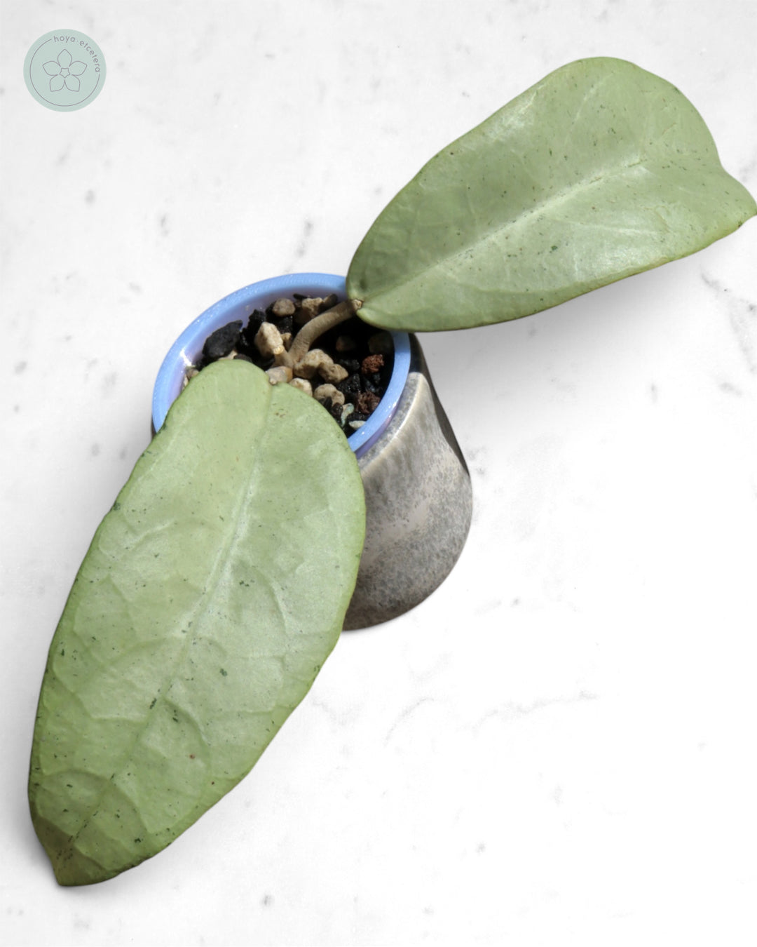 Hoya 'Emperor' (silver)