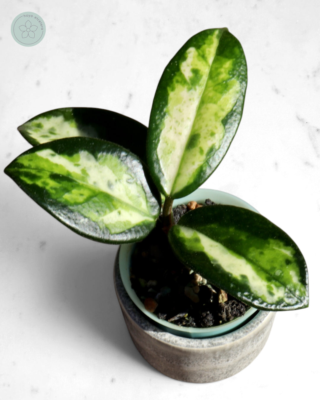 Hoya carnosa 'Madara' (Green Edge)
