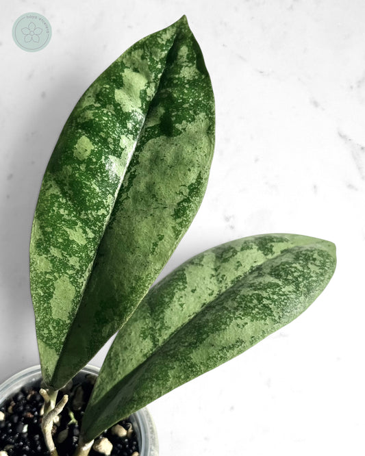 Hoya sp. Borneo (silver)