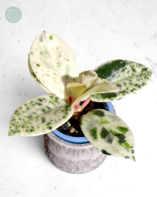 Hoya carnosa 'Madara' (Snow Angel)