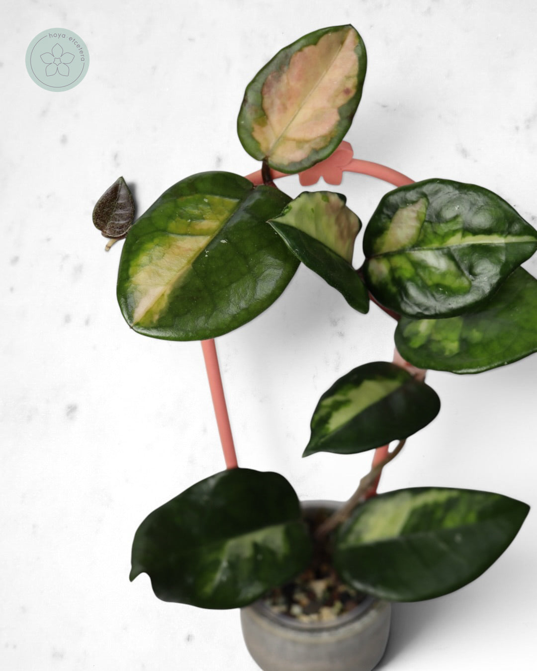 Hoya 'Momo'