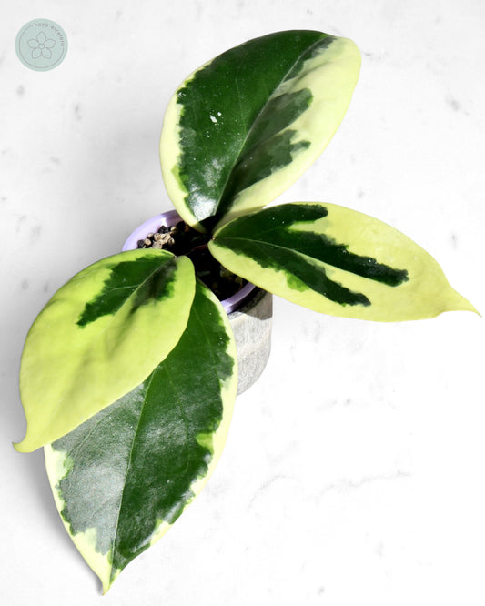 Hoya ilagiorum (albo)