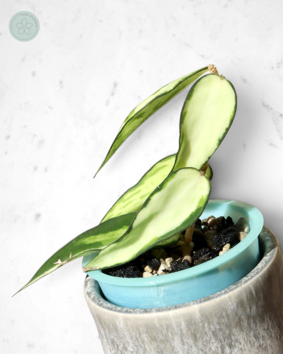 Hoya burmanica (variegated)